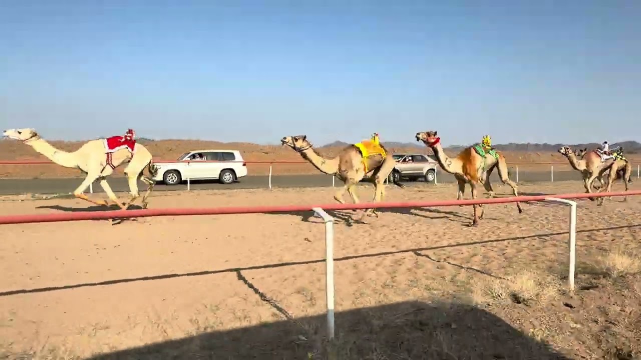 سباق الميادين 5 شوط 4 الجذاع  قعدان 5كم  حبيب   لـ  نواف بدر العنزي