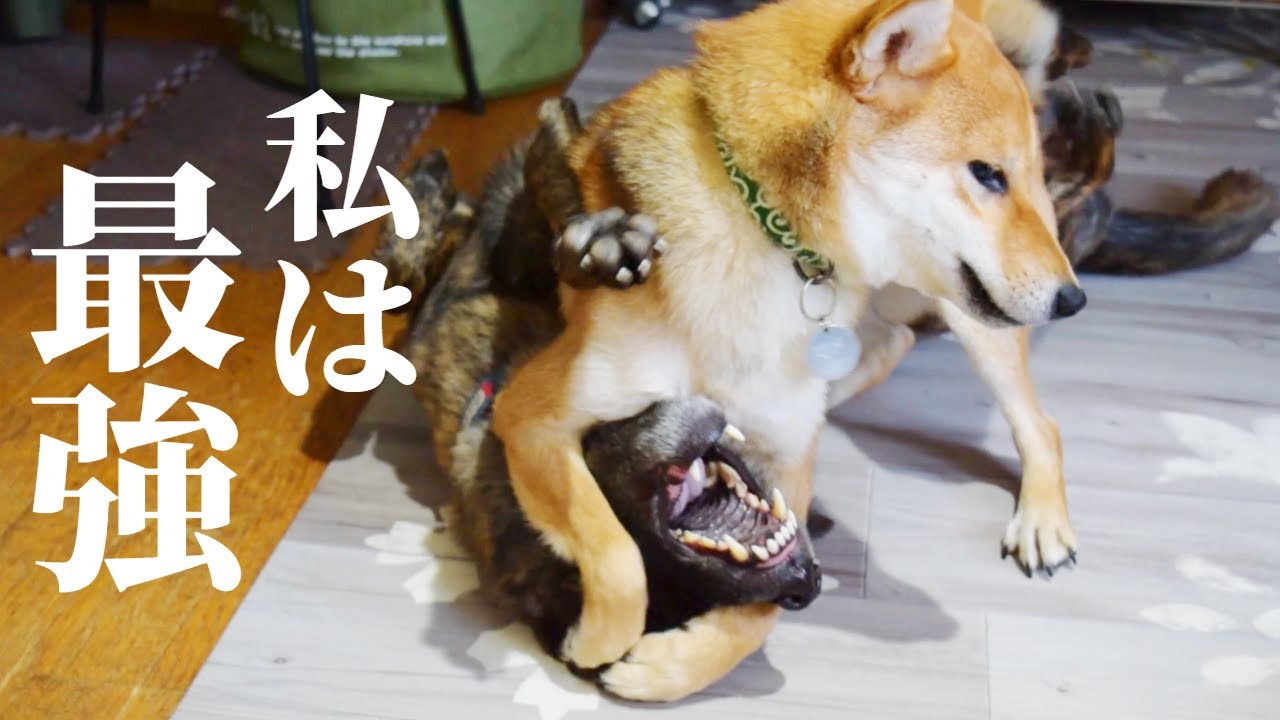 どれだけ叱られてもめげない‼甲斐犬に育てられた柴犬が最強になってしまった‼【甲斐犬・柴犬】