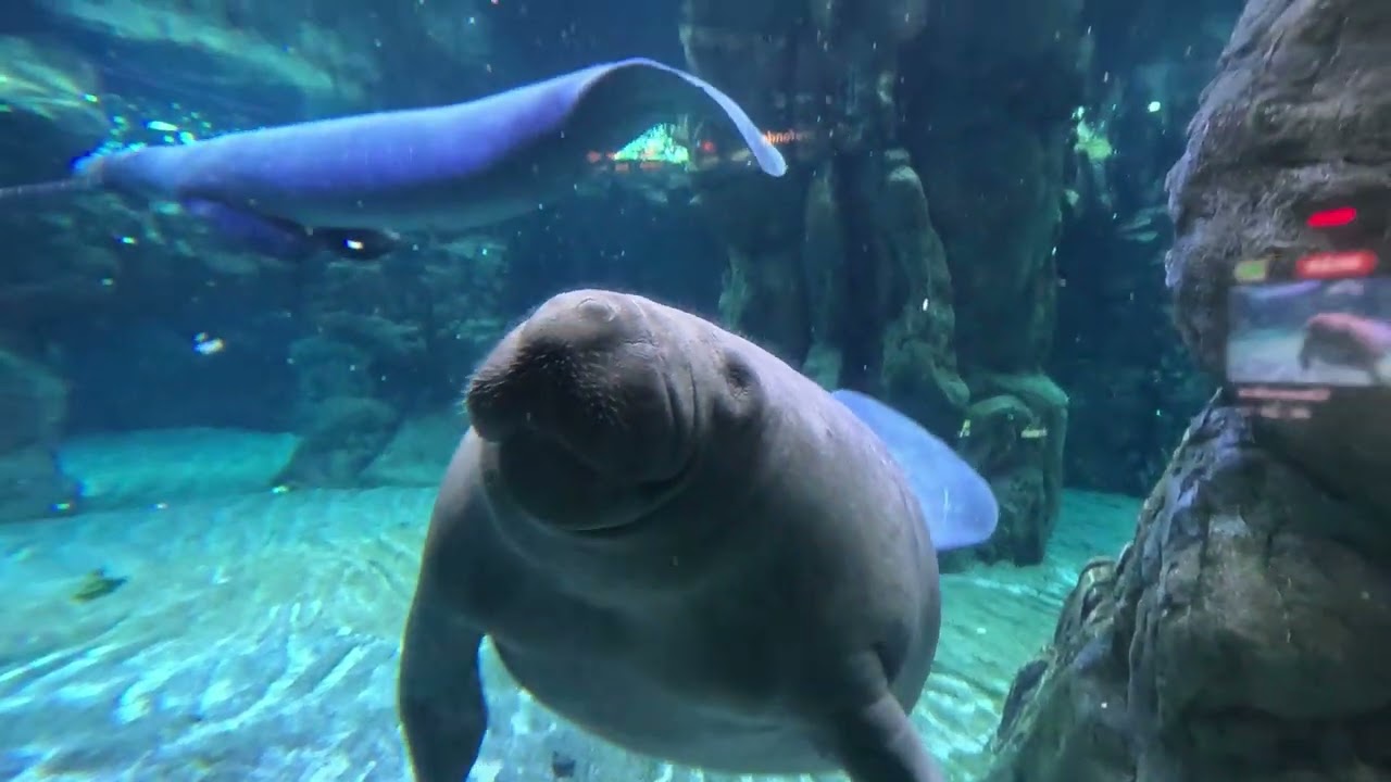 Whale Watching - Acquario - Genova 30 Aprile 2023 - 4K