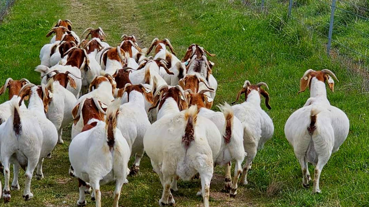 PETERNAK KAMBING BOER YANG SUKSES