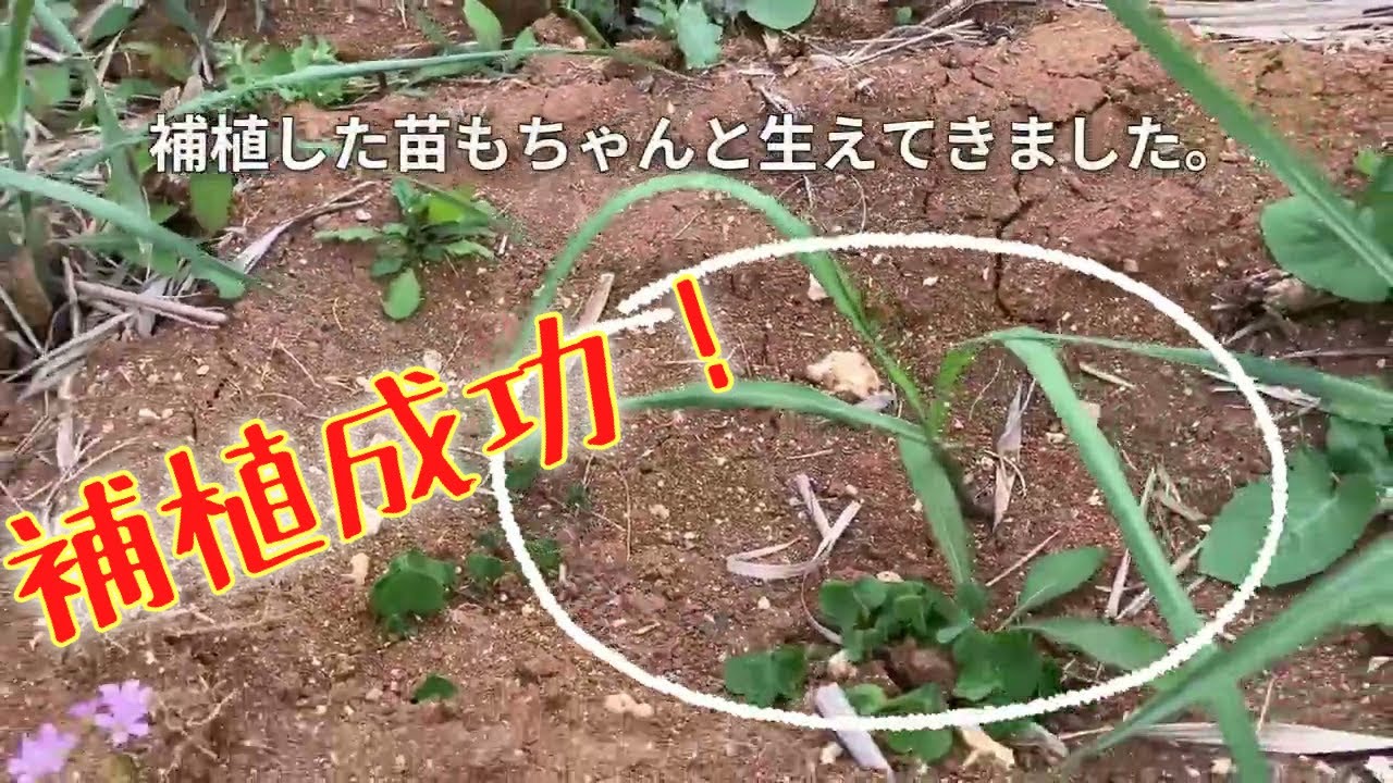 補植後約60日目のサトウキビ畑