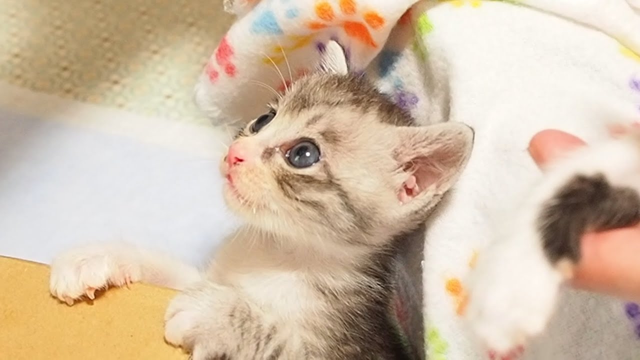 Котенок, заметивший запах молока, начинает буйствовать