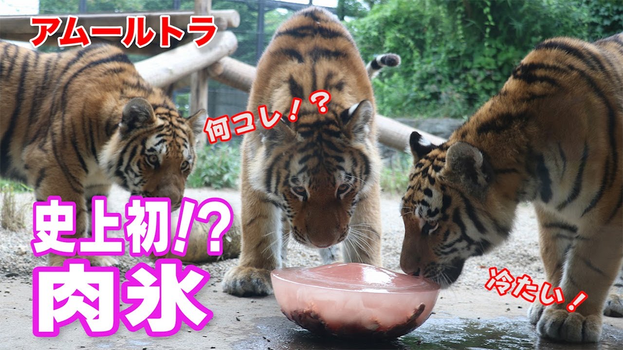 子トラの兄弟 はじめての肉氷で一触即発！？
