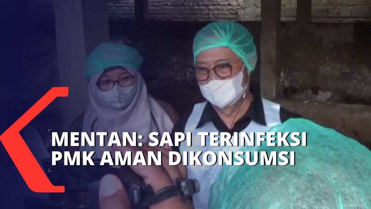 Mentan: Daging Sapi Terinfeksi PMK Aman Dikonsumsi Kecuali Jeroan