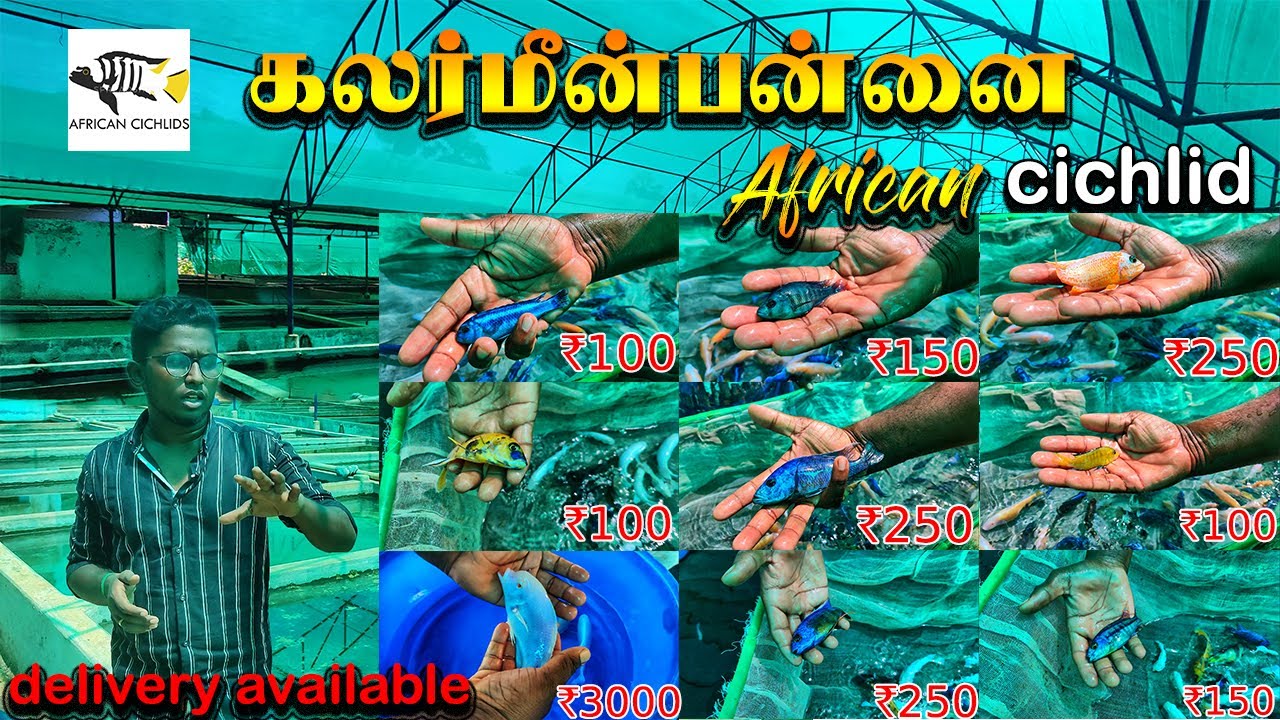 Biggest African cichlid fish farm|rs25 முதல் rs7000 வரை கலர்மீன்பன்னை|Rare|Aquafarm visit|Xploring