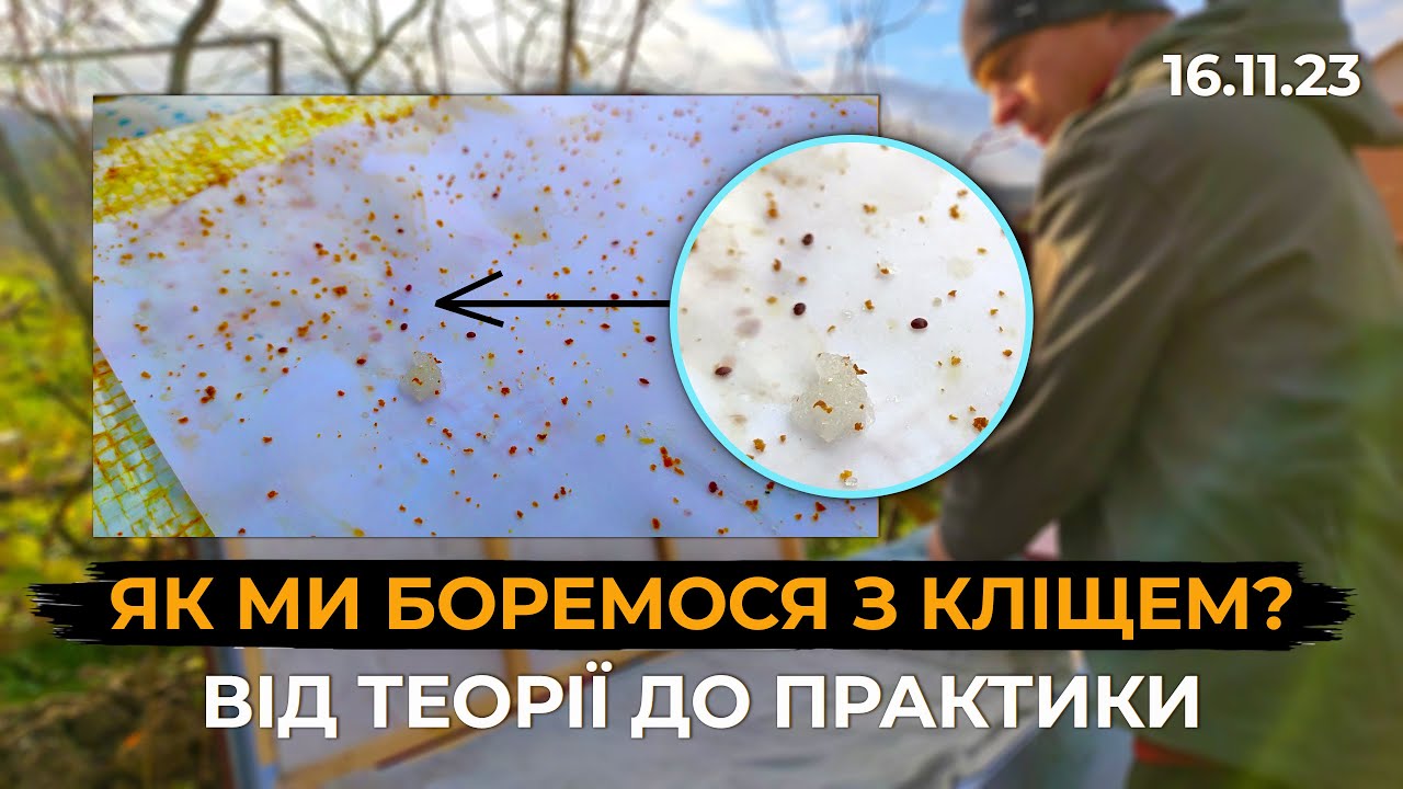 Як правильно на протязі всього року боротися з кліщем?