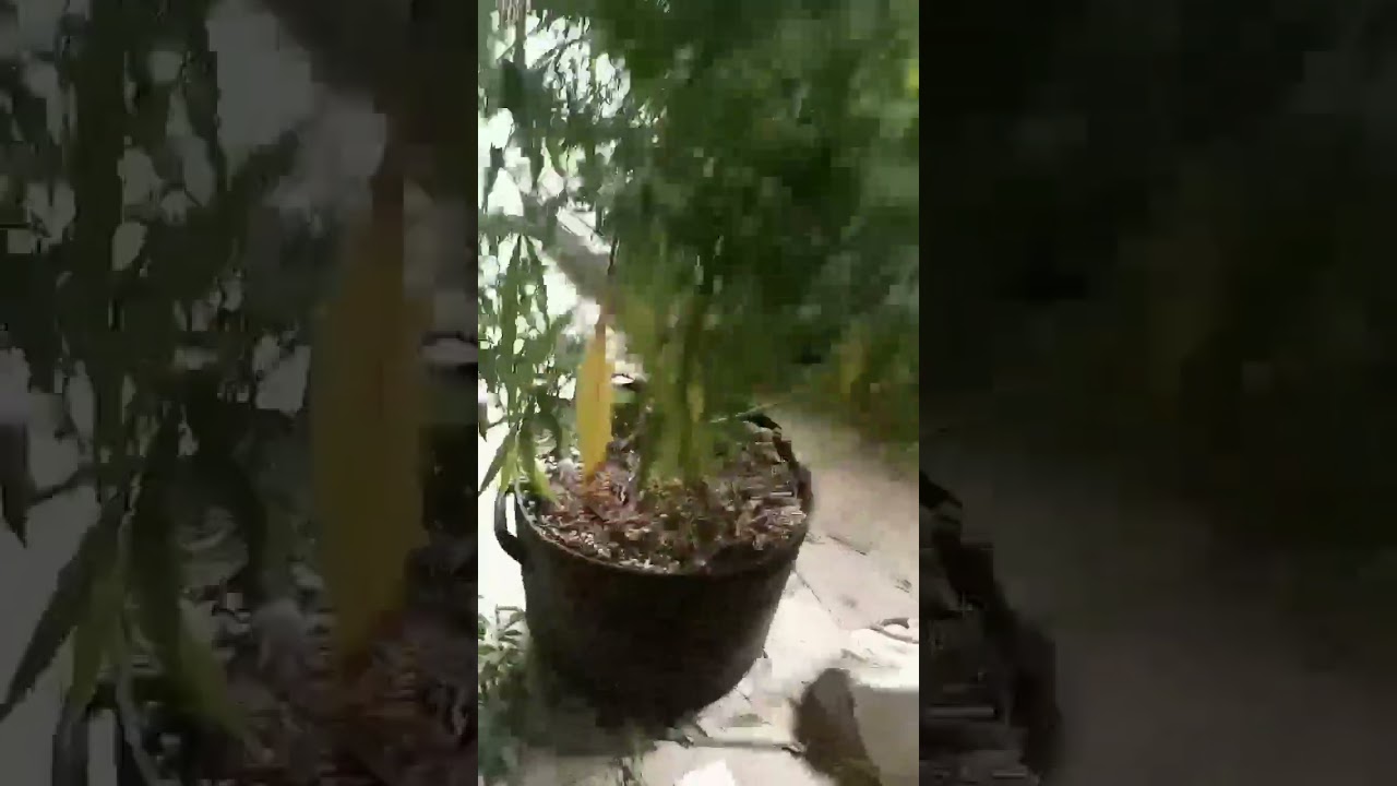 Super Skunk clone in 5 gallon fabric pot.