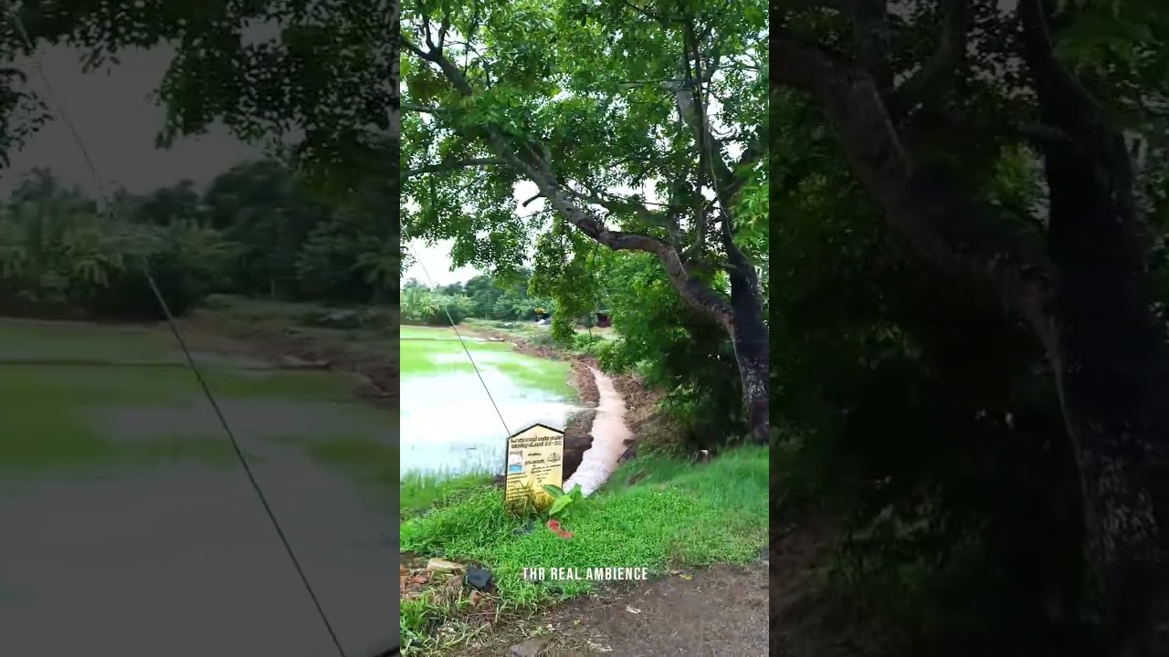 Rainy footpath | rain sound asmr | relaxation video #rainambiance #peaceful #asmr #rainsoundasmr