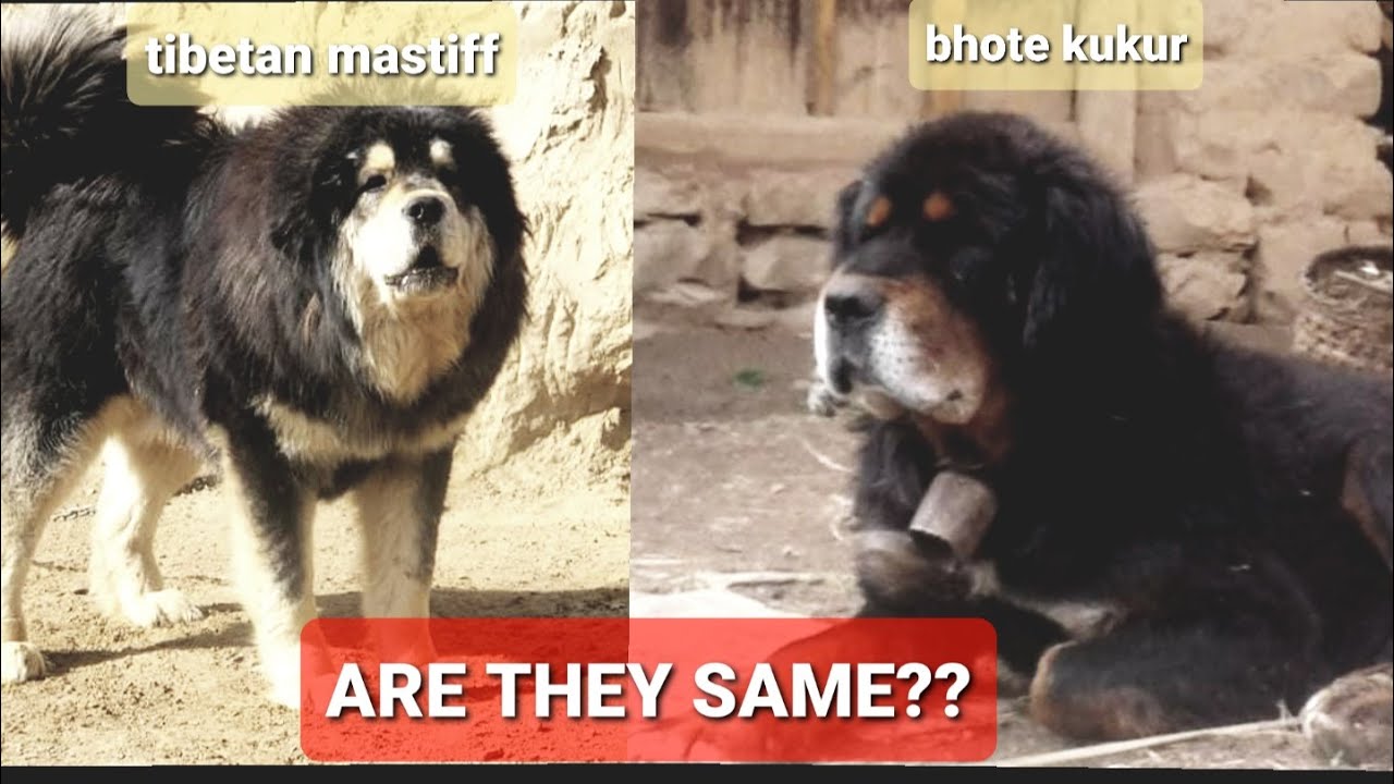 Bhotia dog/ bhote kukur and Tibetan mastiff basic differences.  Are they same??