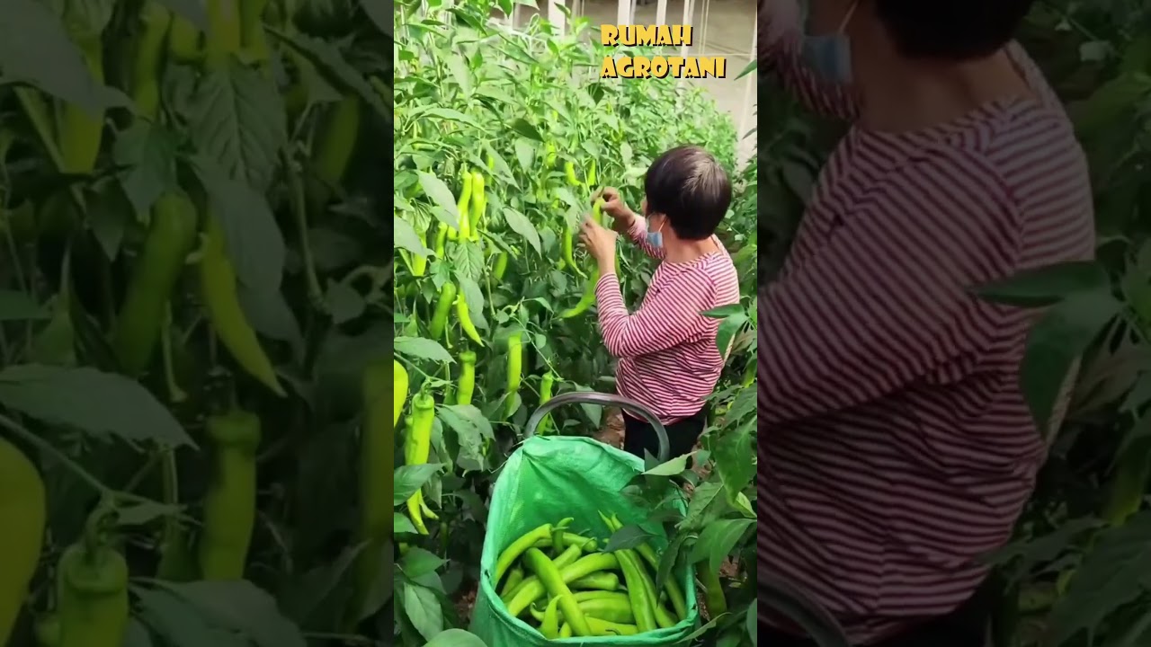begini panen Cabe VS panen paprika