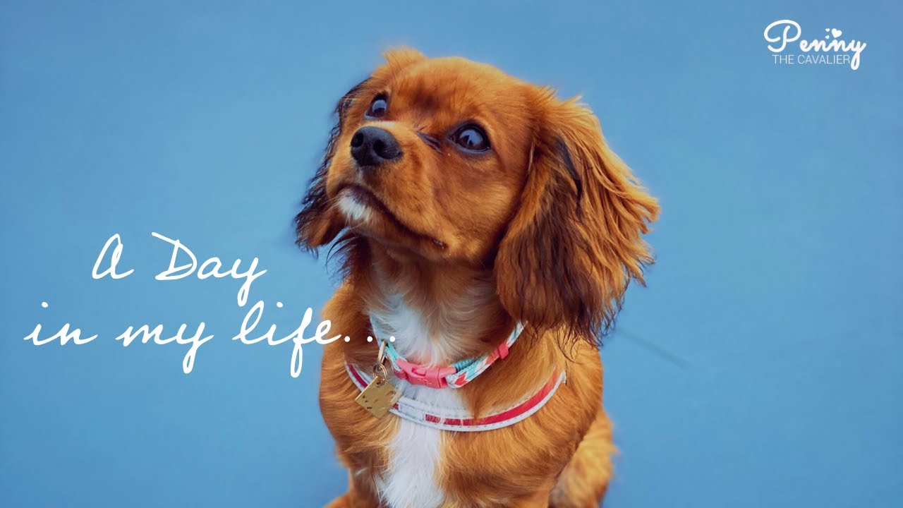 A Day In The Life of Penny | Cavalier King Charles Spaniel Puppy | Daily Routine of Penny [4K]
