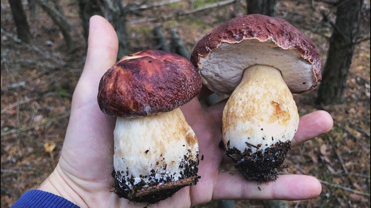 ¡Increíble! ¡Los hongos blancos están apareciendo como locos en noviembre!