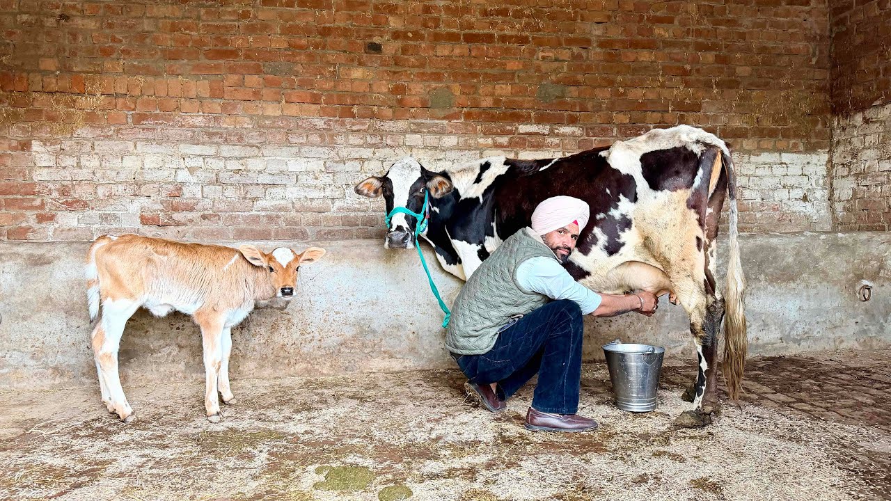 ਬਿਲਕੁਲ ਜਾਇਜ ਰੇਟ 13-14ਲੀਟਰ ਵੈੜ ।cows for sale/vadiya farm/5-3-26