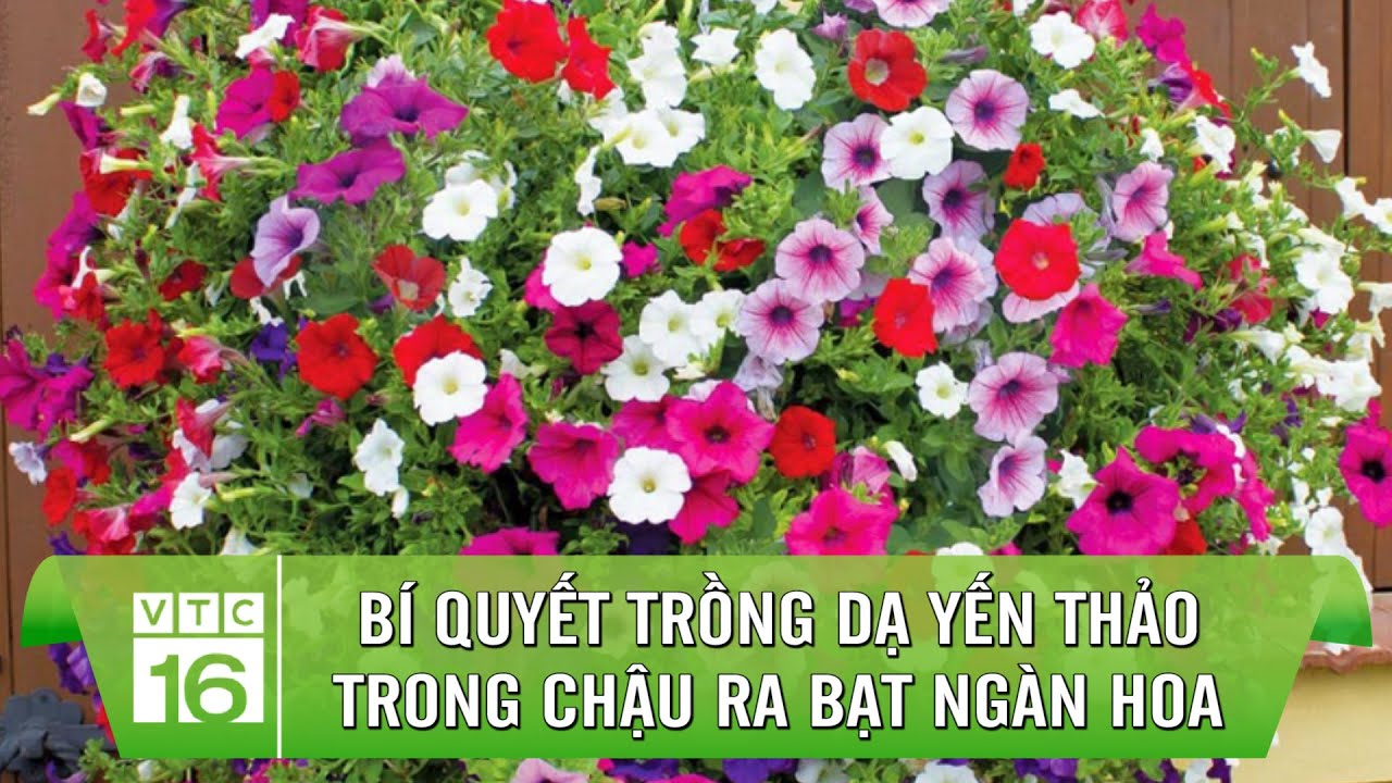 Bí quyết trồng dạ yến thảo trong chậu ra bạt ngàn hoa | VTC16
