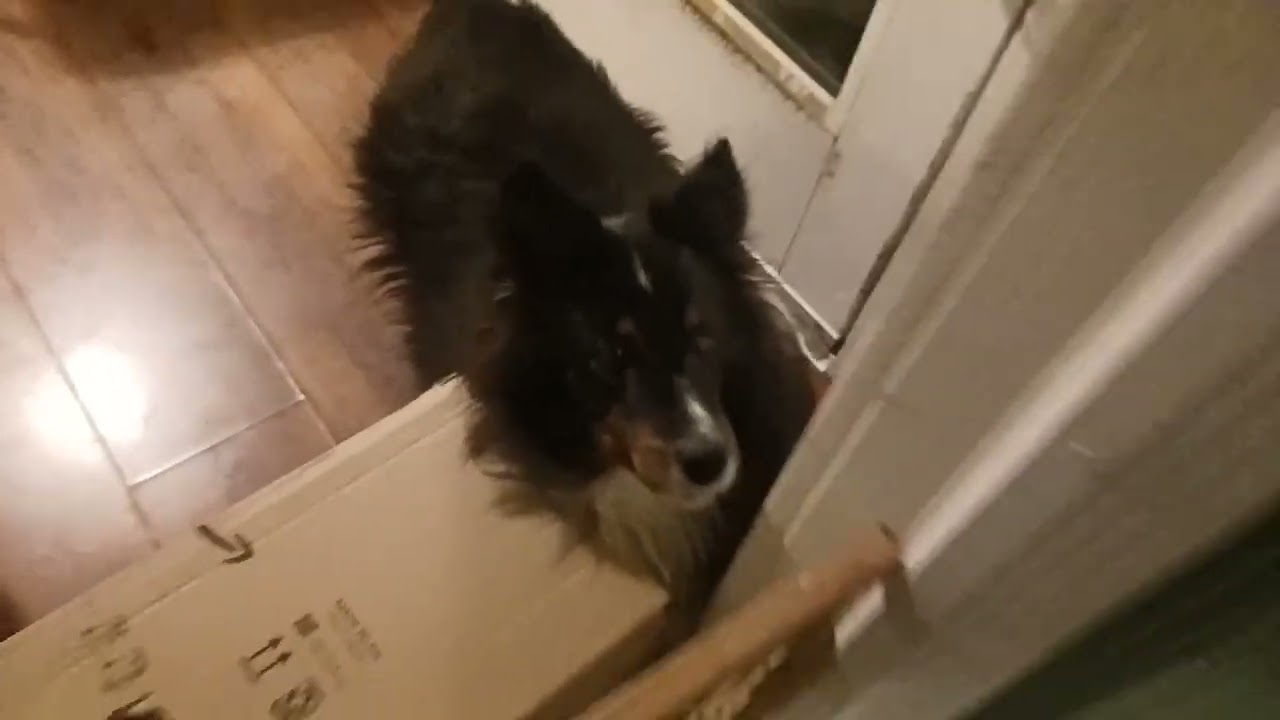 SHELTIE THAT TELLS YOU WHERE THE FOOD IS!!!$$