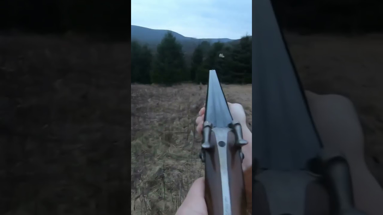 Hunting pheasant with black powder muzzleloading shotgun