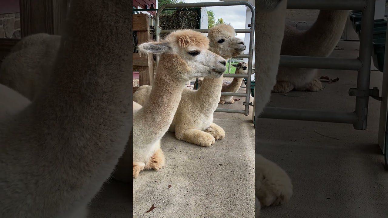 Meet Caf&eacute; Au Lait the Alpaca! 🦙 ☕️