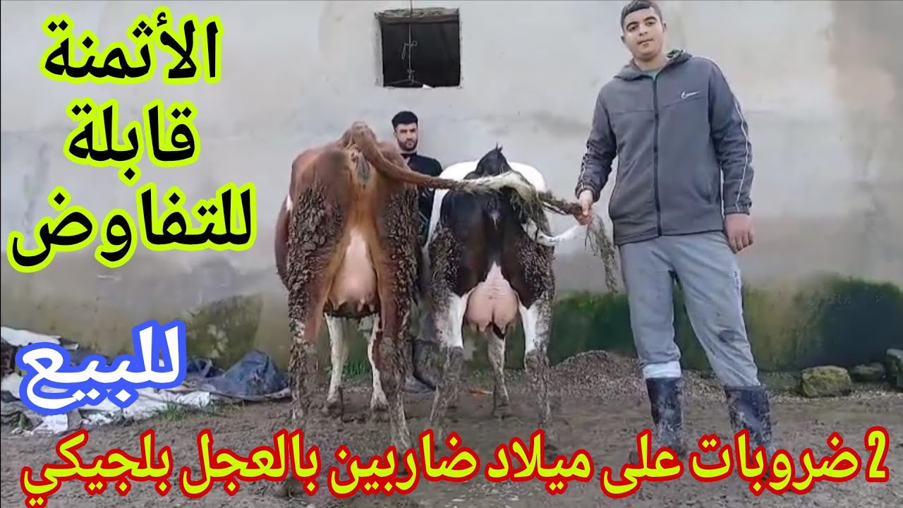 تباااارك الله 💫2 ضروبات على ميلاد إتصل 06.67.21.00.53📞 ألو سي عبد الرزاق نواحي الغرب🇲🇦 