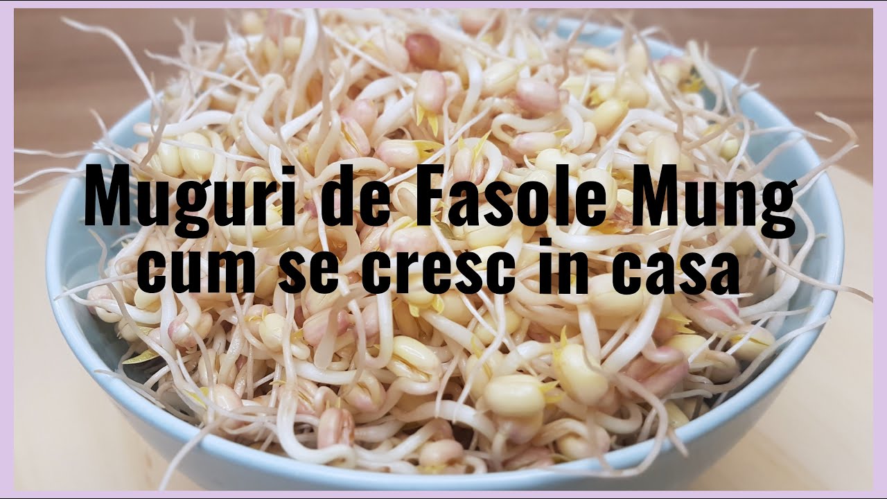 Muguri de fasole mung | Cum ii cresc in casa