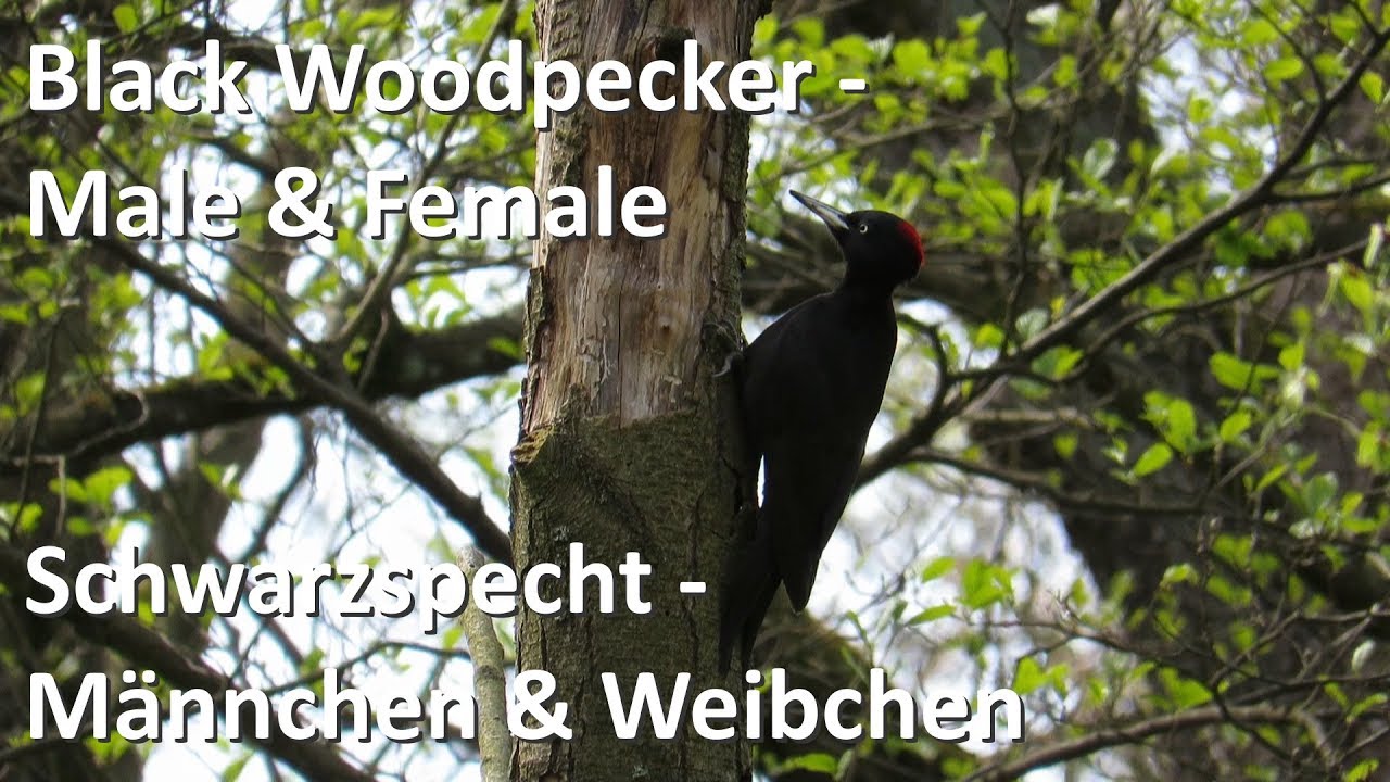 Schwarzspecht M&auml;nnchen & Weibchen - Black Woodpecker Male & Female (Dryocopus martius)