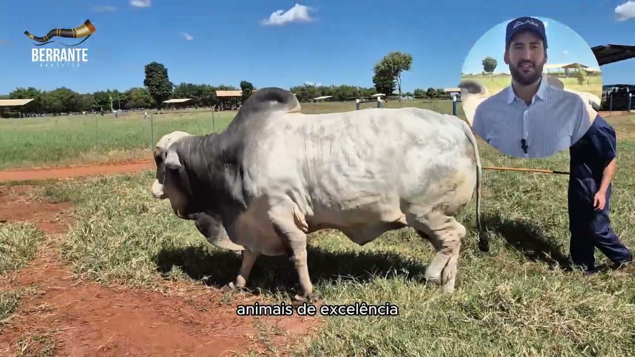 Touro Nativo RG - Berrante Genética / Alta Genetics