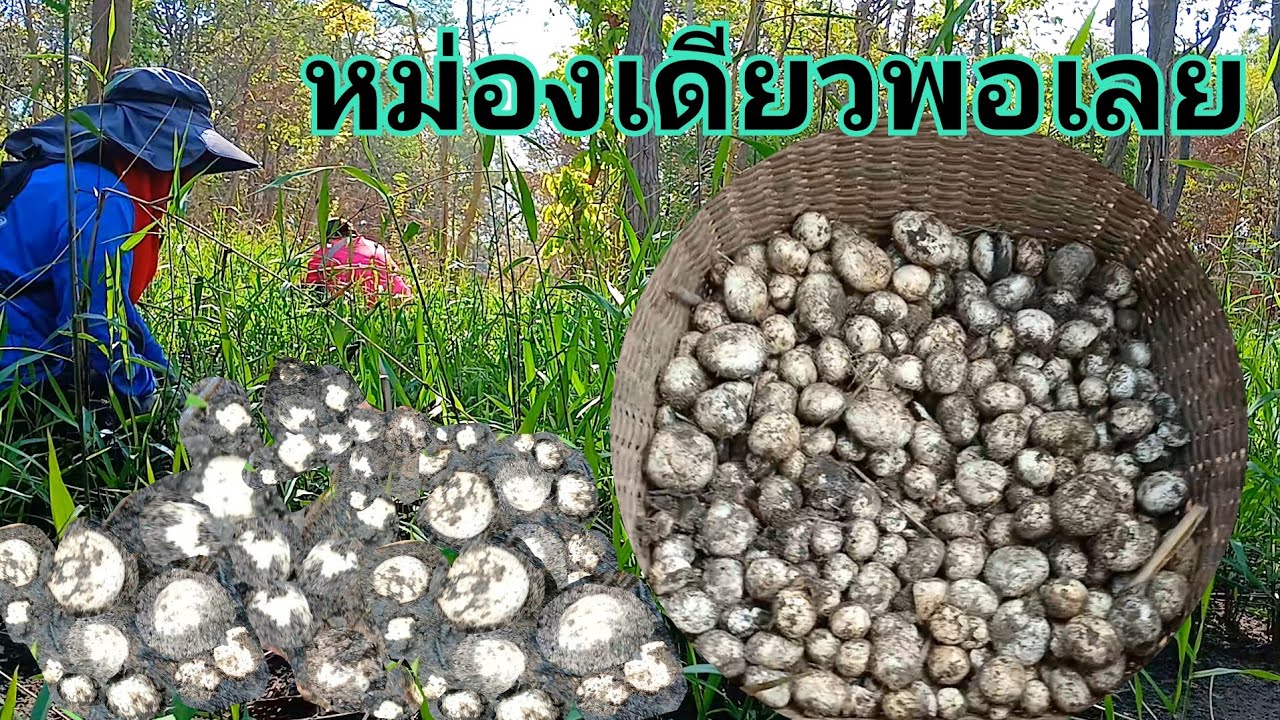 เก็บเห็ดเผาะมื้อนี้หม่องเดียวได้ 2โลหมานโพดโพเก็บเพลินเลยจ้าาา👍👍👍#เห็ดเผาะ