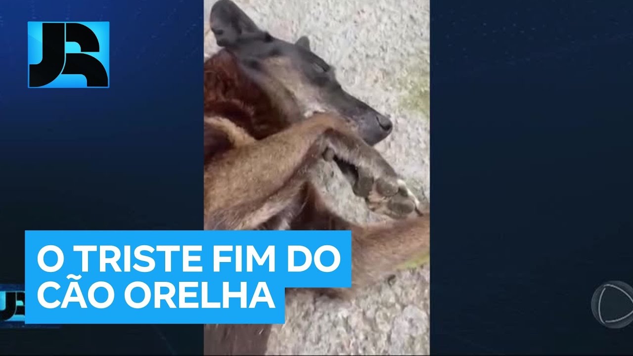 Cão Orelha: polícia indicia parentes de adolescentes suspeitos de envolvimento na morte do animal