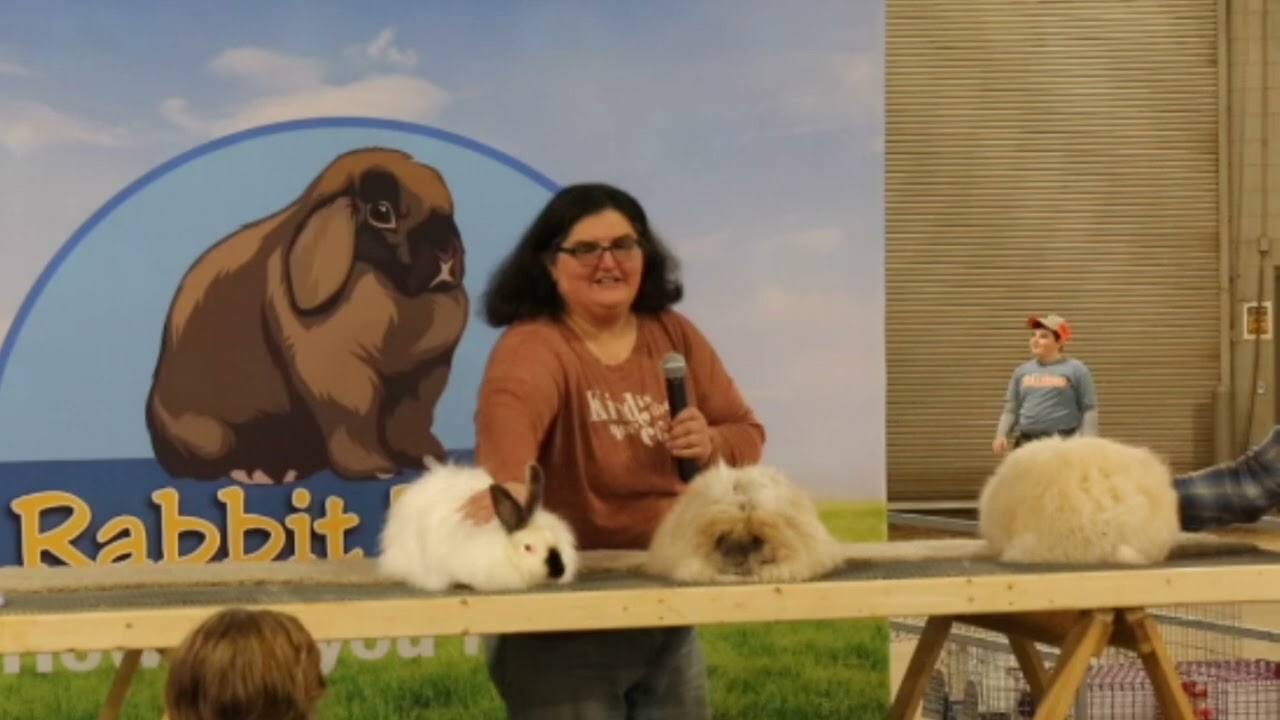 Breed ID by Jen Richardson at Michigan State 4H Rabbit Show