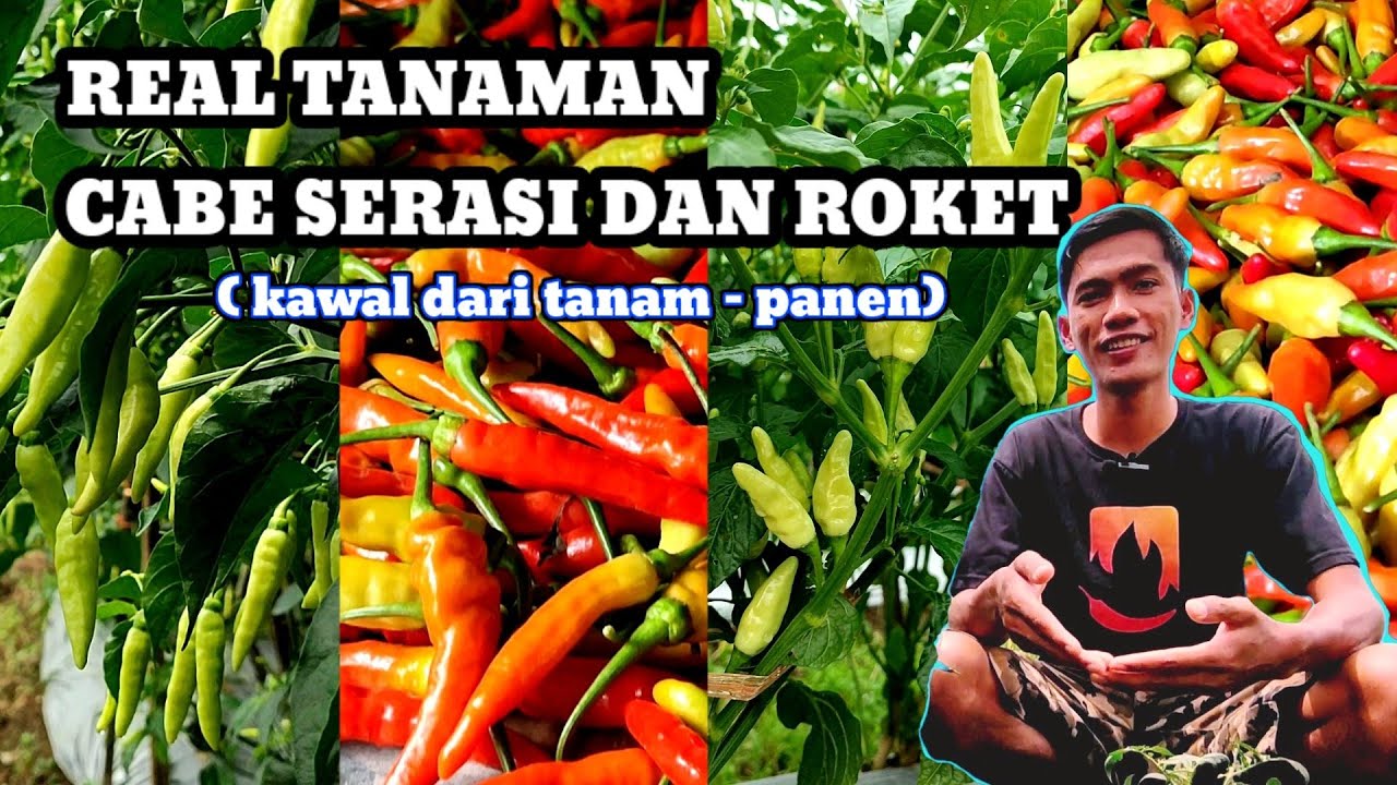 MULAI PANEN HARGA NAIK‼️Cabe serasi dan roket asli loh ini