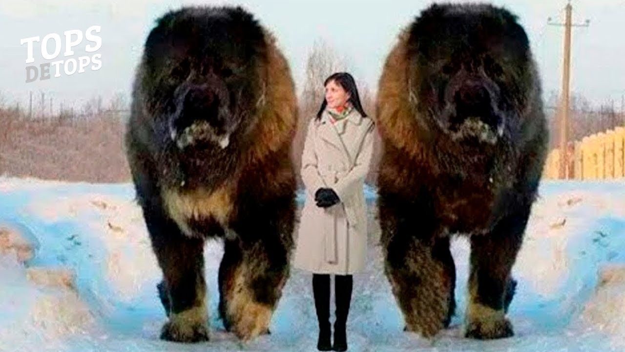 10 Maiores Raças De Cães  ¡ ANORMALMENTE GRANDES DO MUNDO!