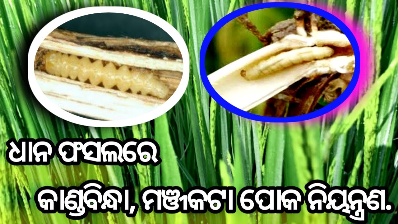 dhaana fasalare kandabindha manjamara poka niyantrana | paddy steem borer | ଧାନ ଫସଲର କାଣ୍ଡବିନ୍ଧା ପୋକ