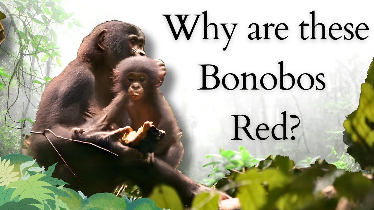 The Mysterious Red Bonobos of Lui-Kotale