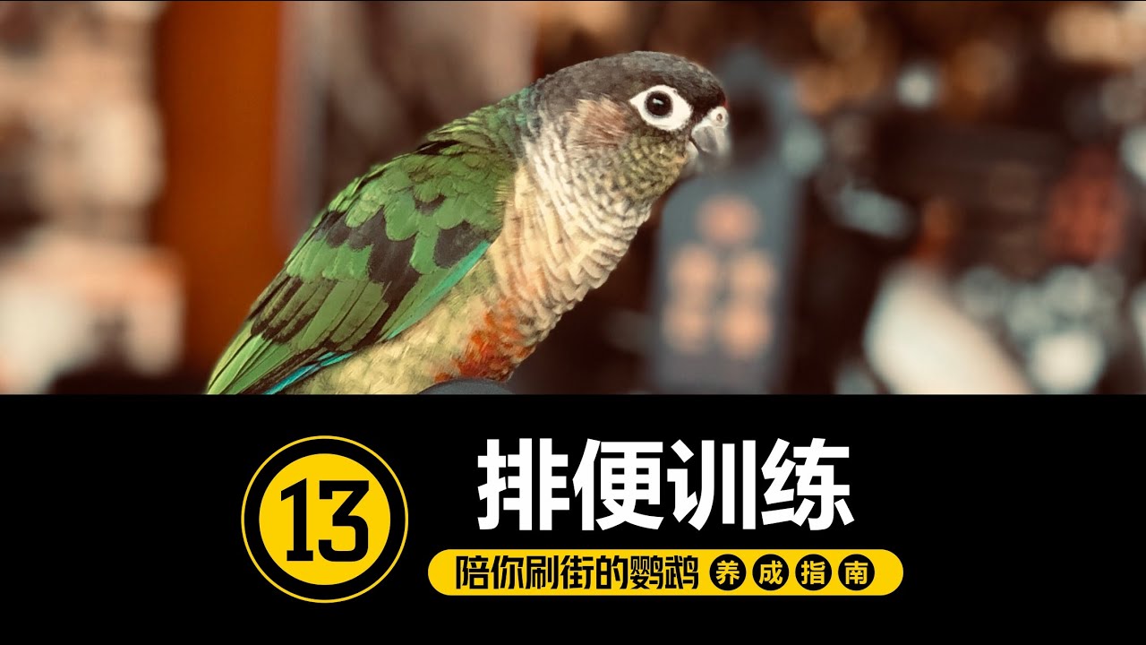 让所有人最头疼的事~[#13-定点排便训练 ] 【手养鹦鹉】
