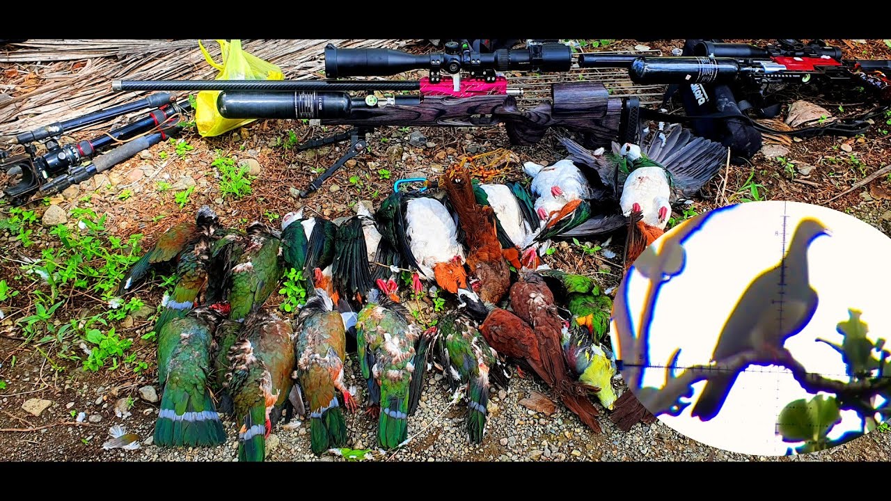 ACW V4 EXTRIM 1180 FPS BERBURU PERGAM JUMBO‼️TOUR HUNTING POSO PESISIR