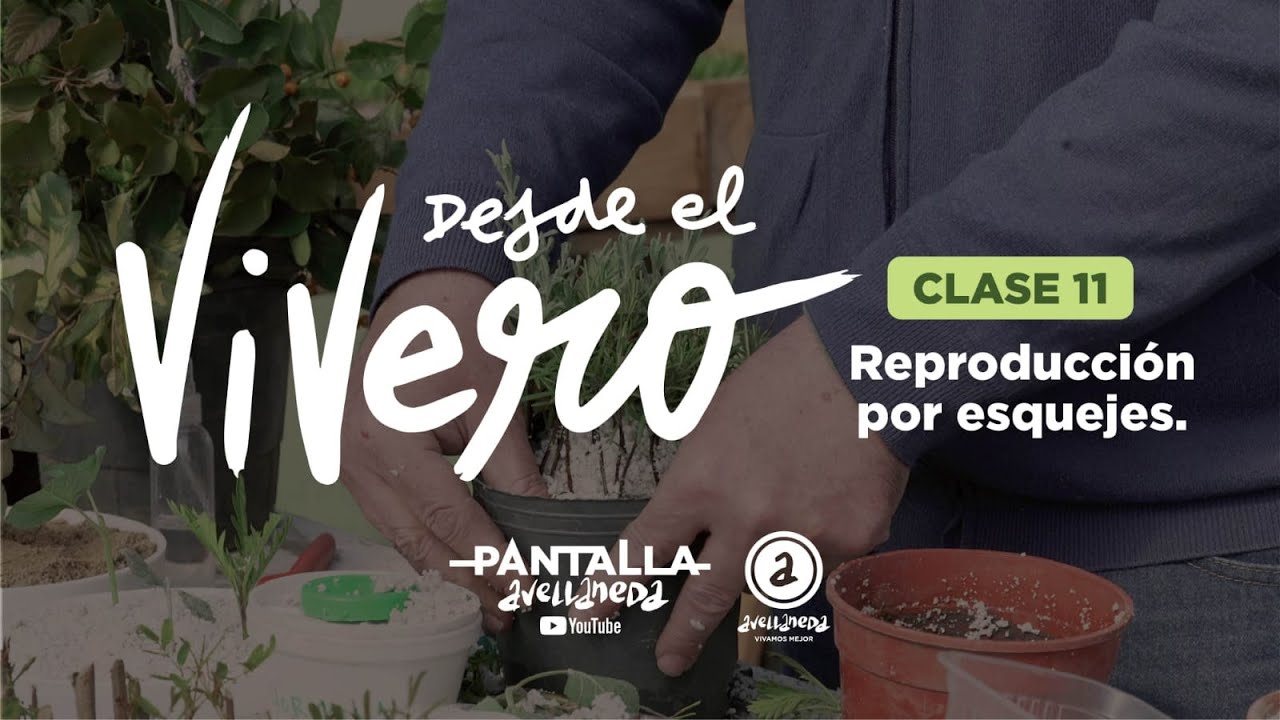 DESDE EL VIVERO. Clase 12: Cómo multiplicar plantas por esquejes.
