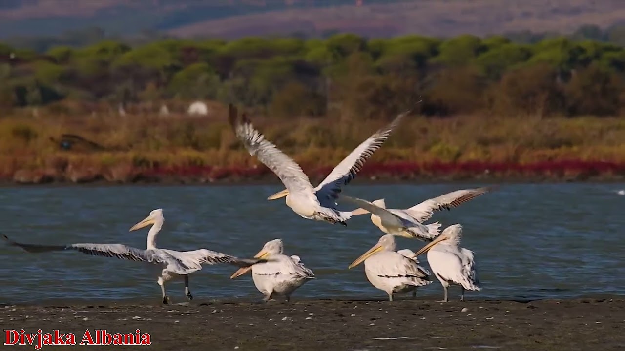 Divjaka Albania:The most beautiful and most visited National Park  in 2024
