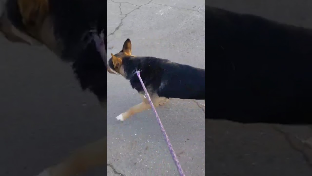NINO 9471 VIDEO