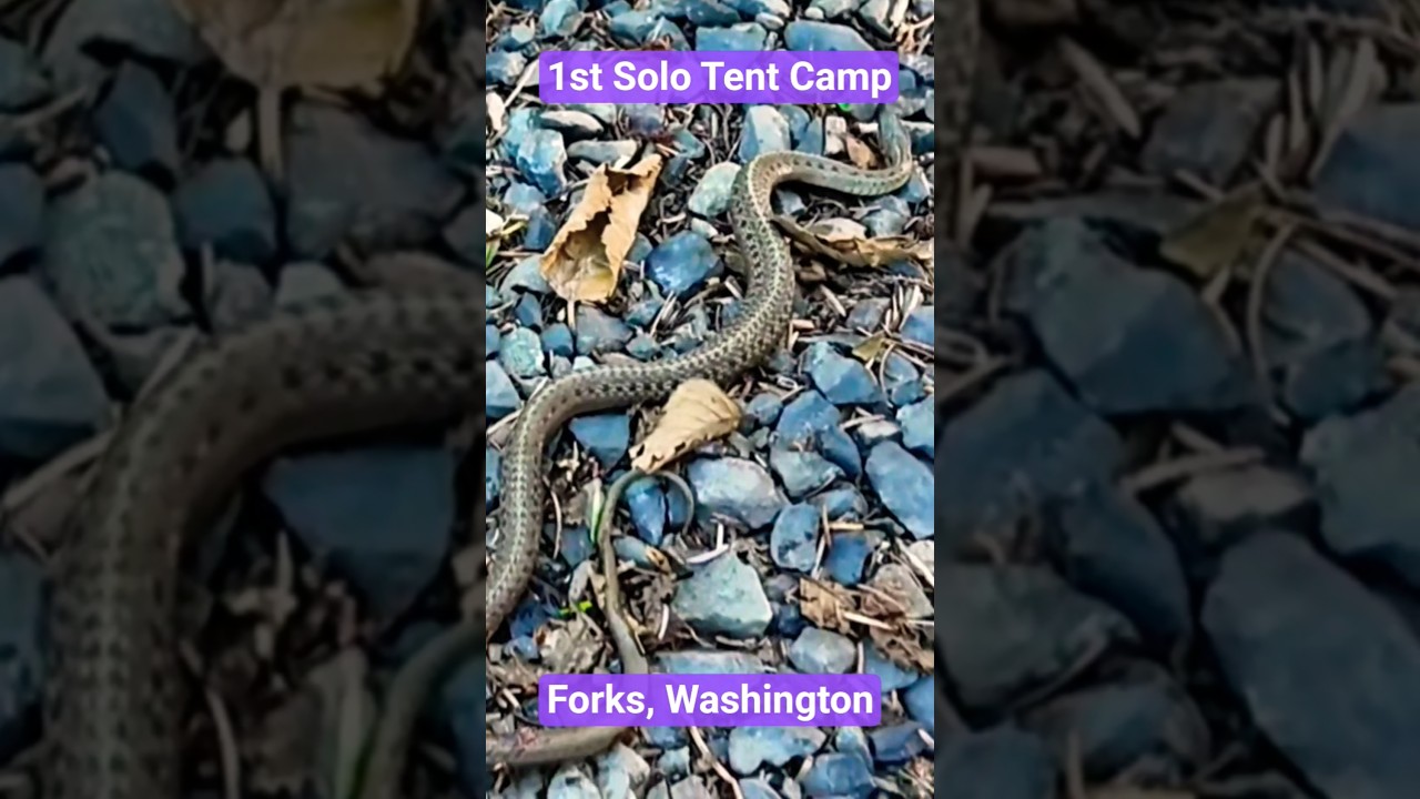 1st Solo Tent Camp #washington #forkswashington #tentcamping #travel #camping