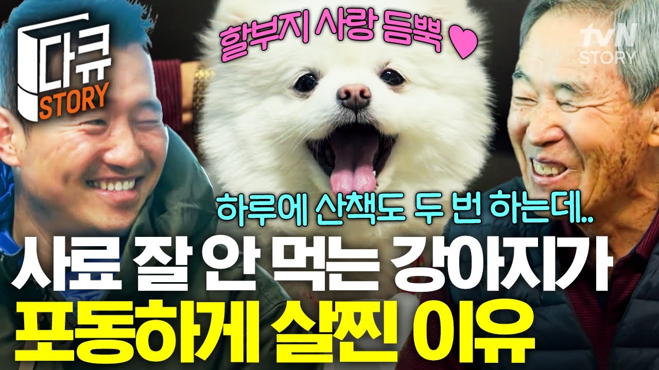 이 얼굴로 간식 달라고 조르는데 안 넘어갈 수가 있나💦  할아버지 할머니 집에 행운 가득 물고 찾아온 행운이🍀 #고독한훈련사