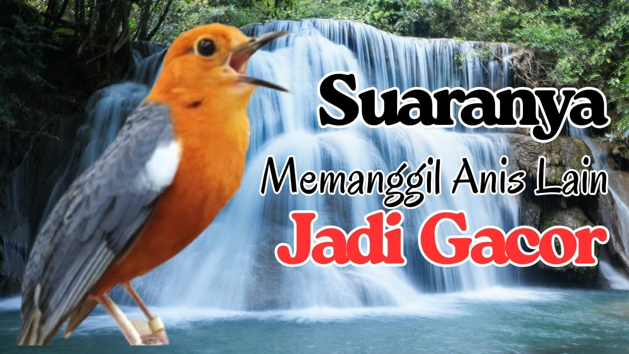 Anis Merah Official 32 | Banyak yang LANGSUNG BUNYI mendengar pancingan Anis Merah ini buktikan dala
