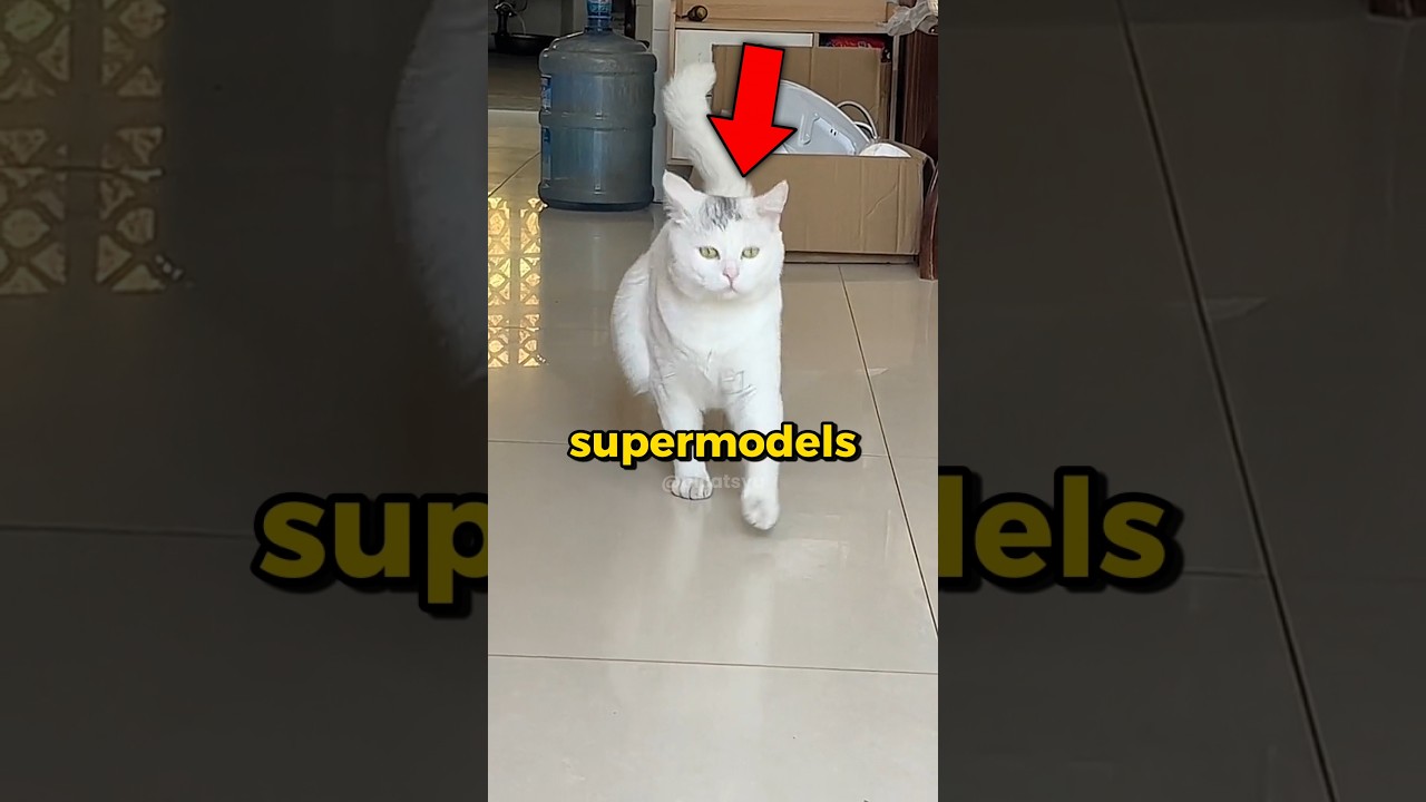 Cats Can Walk Like Supermodels 😎