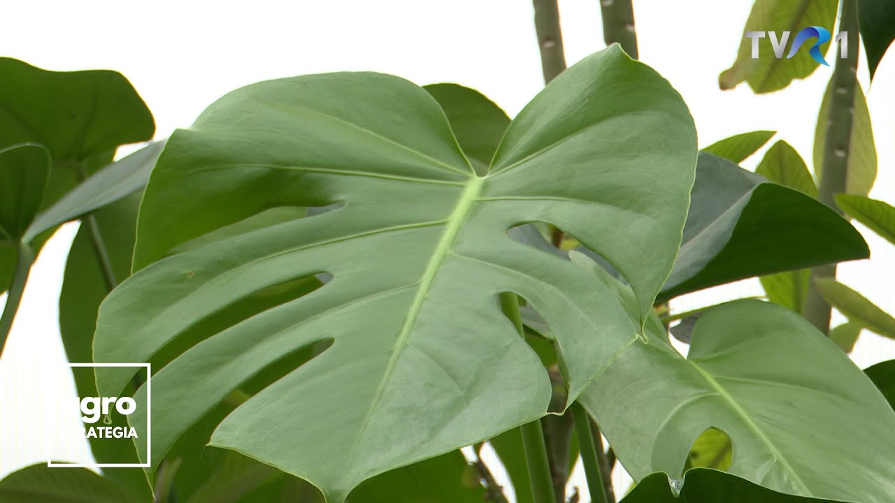 În Grădina Danei. Monstera deliciosa - îngrijire