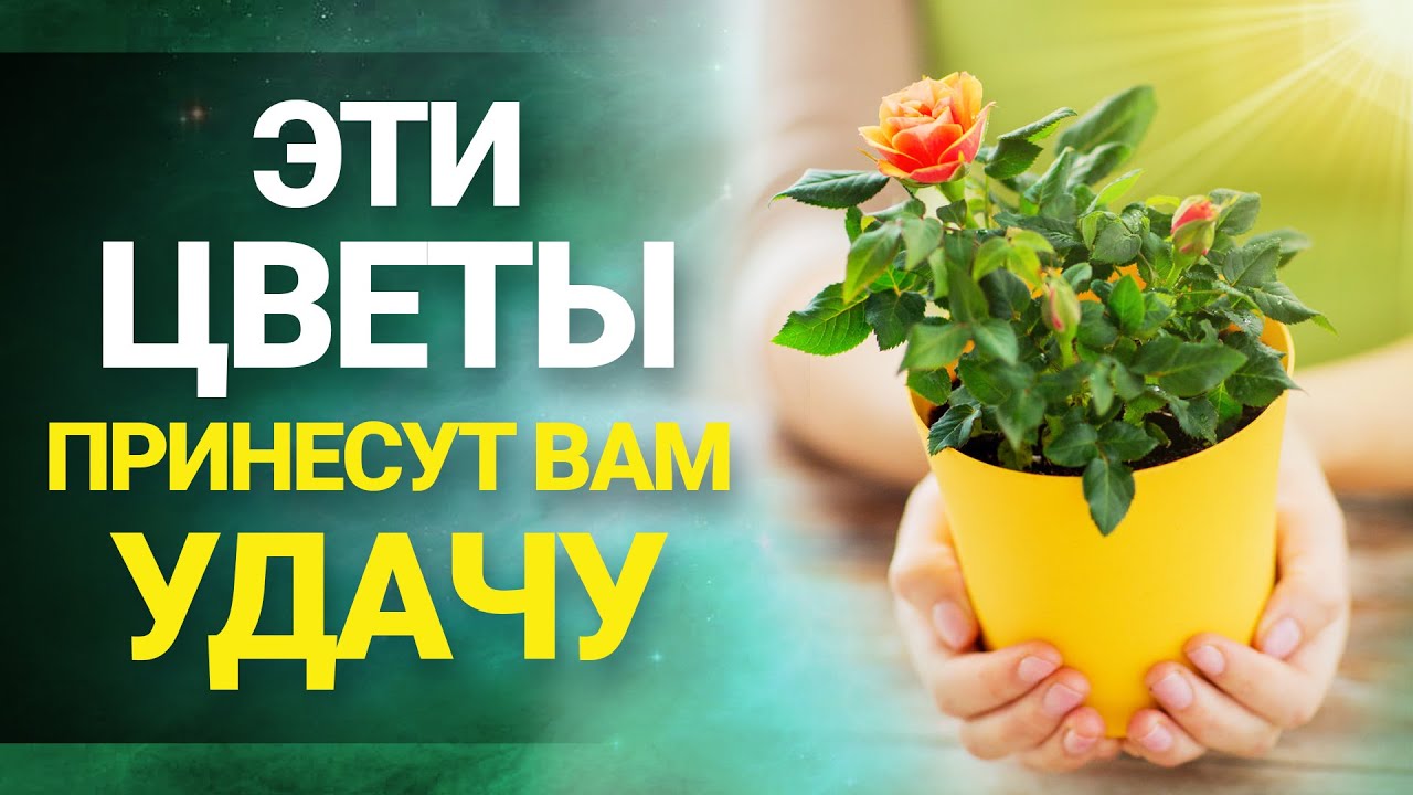 Какие ЦВЕТЫ ПРИНОСЯТ УДАЧУ: комнатные растения с хорошей энергетикой