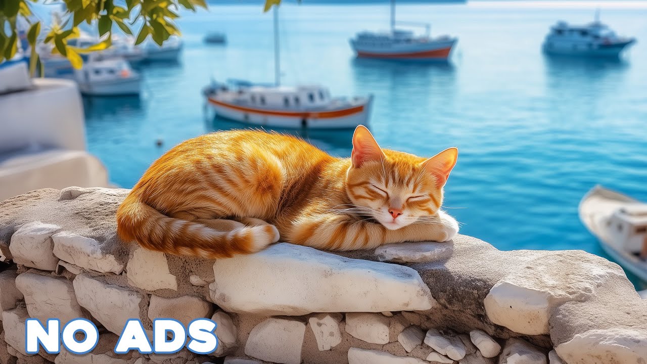 12 Hours Calming Music for Cats 🐈 Sleep Music for Cats No Ads ♬ Sleep Music for Anxious Cats