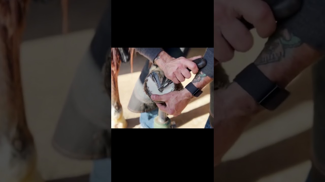 trim a horse's hooves-Part2
