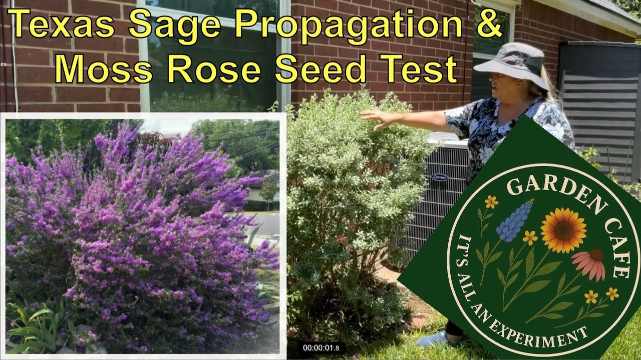 Texas Sage Propagation & Moss Rose Seed Test