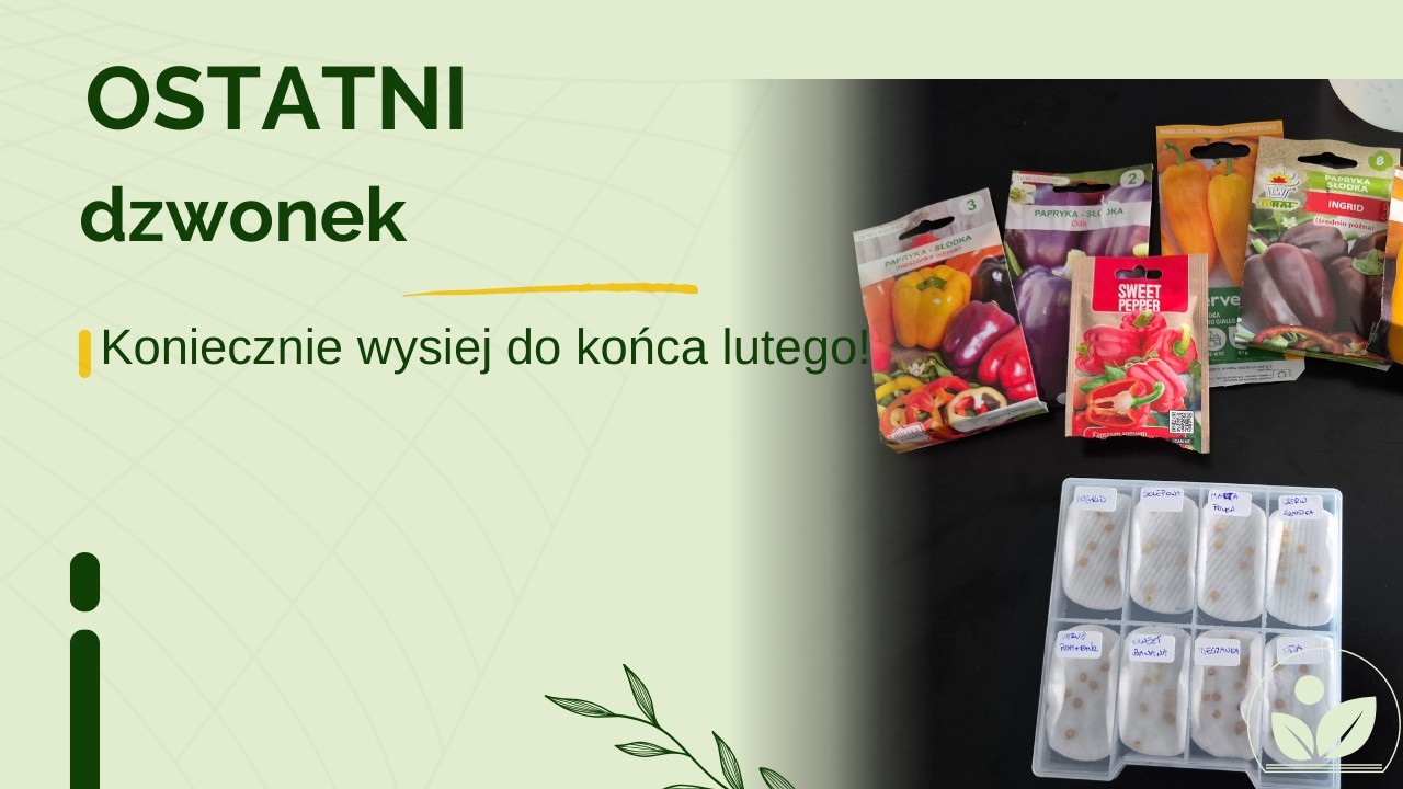 Ostatni dzwonek na wysiew tych warzyw w lutym!