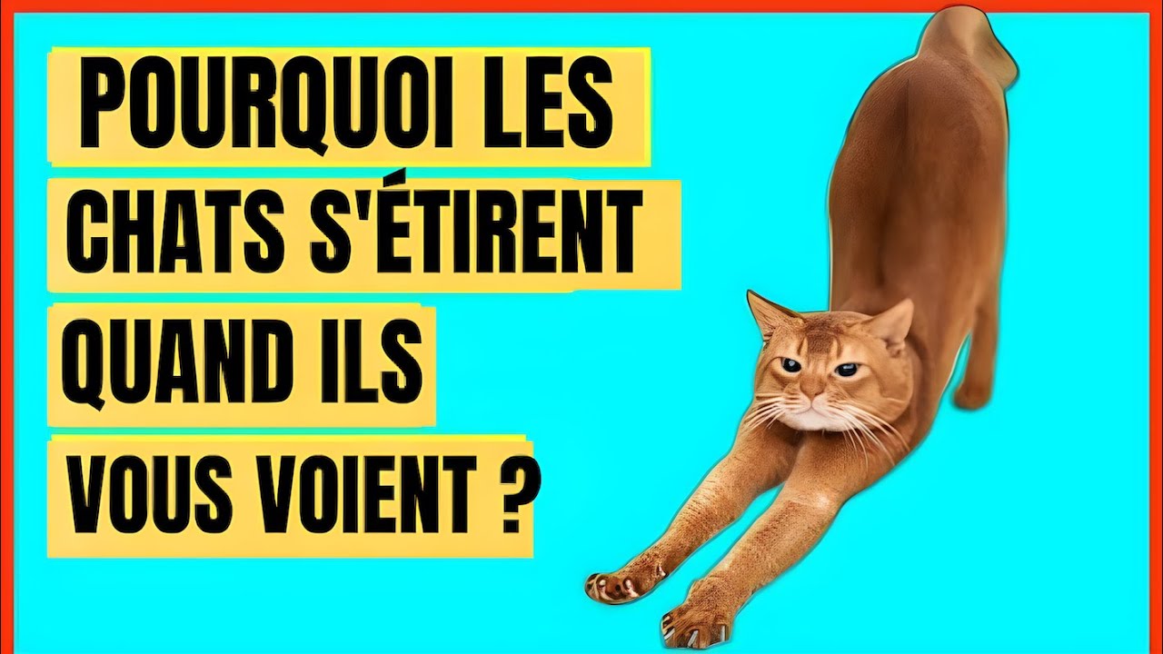 Pourquoi les chats S'ÉTIRENT lorsqu'ils vous voient ?