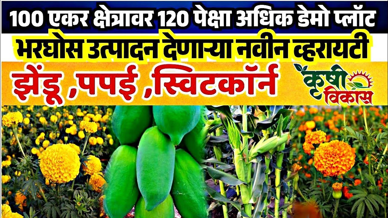 सर्वात मोठे कृषी प्रदर्शन, फुले व भाजीपाला पिकांचे १०० एकर क्षेत्रावर १२० पेक्षा अधिक डेमो प्लॉट्स 