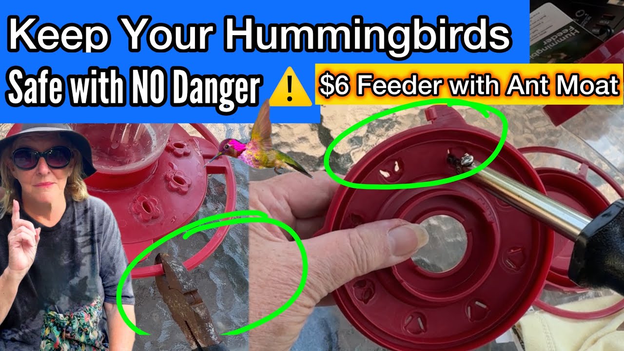 $6 Hummingbird Feeder w/Ant Moat, SAFE Easy FIX for Hummingbirds & Orioles How to Makes Holes Bigger
